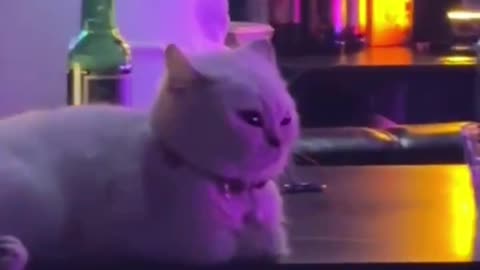 Funny Cat Video On Internet #12