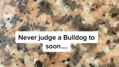 bulldog