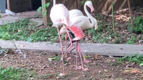 White Flamingo