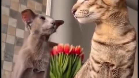 Cat Fighting
