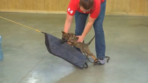 Super duper dog terning video