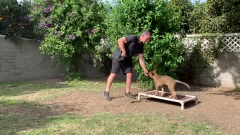 First 10 Steps When Training a Service Dog. Episode 1 Enjoy the video!