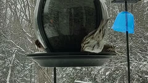 Birds eating