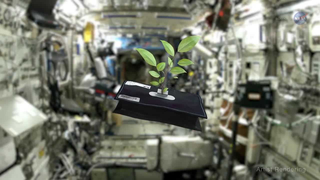 Space Gardening on ScienceCasts