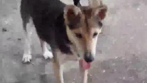 very cute black dog dancing