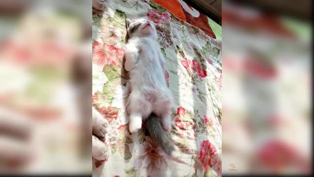 Cute and Funny cats Videos Compilation