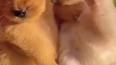 Puppies are in love best puppy videos