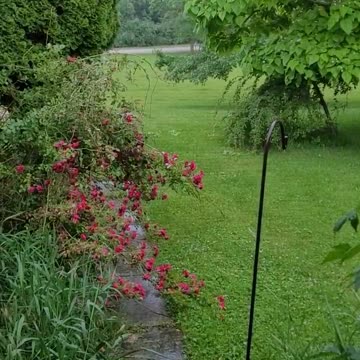 Pouring Rain in the late afternoon, an ASMR experience of a weekend rainshower in Michigan