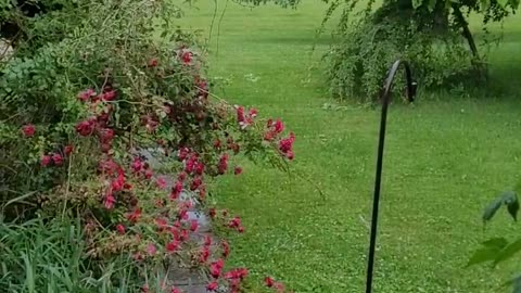 Pouring Rain in the late afternoon, an ASMR experience of a weekend rainshower in Michigan