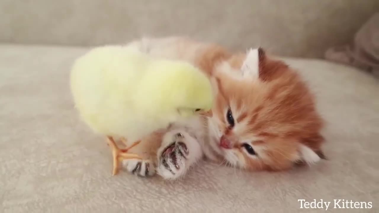 chick playing with cat