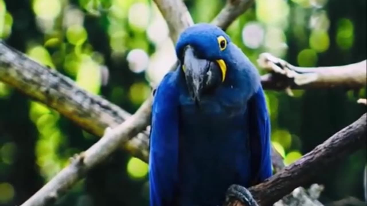 Discover the Majestic Hyacinth Macaw Nature's Gentle Giant