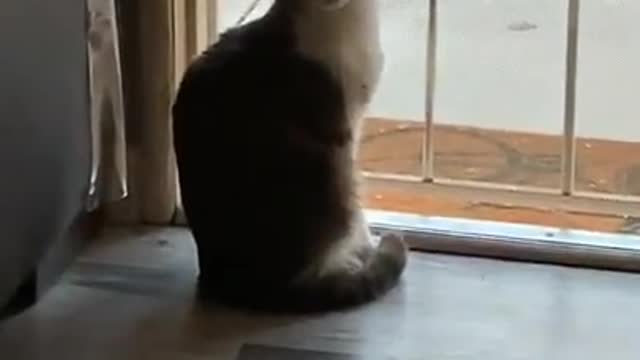 Funny and cute cats will make you laugh all day long🤣🤣 funny cats