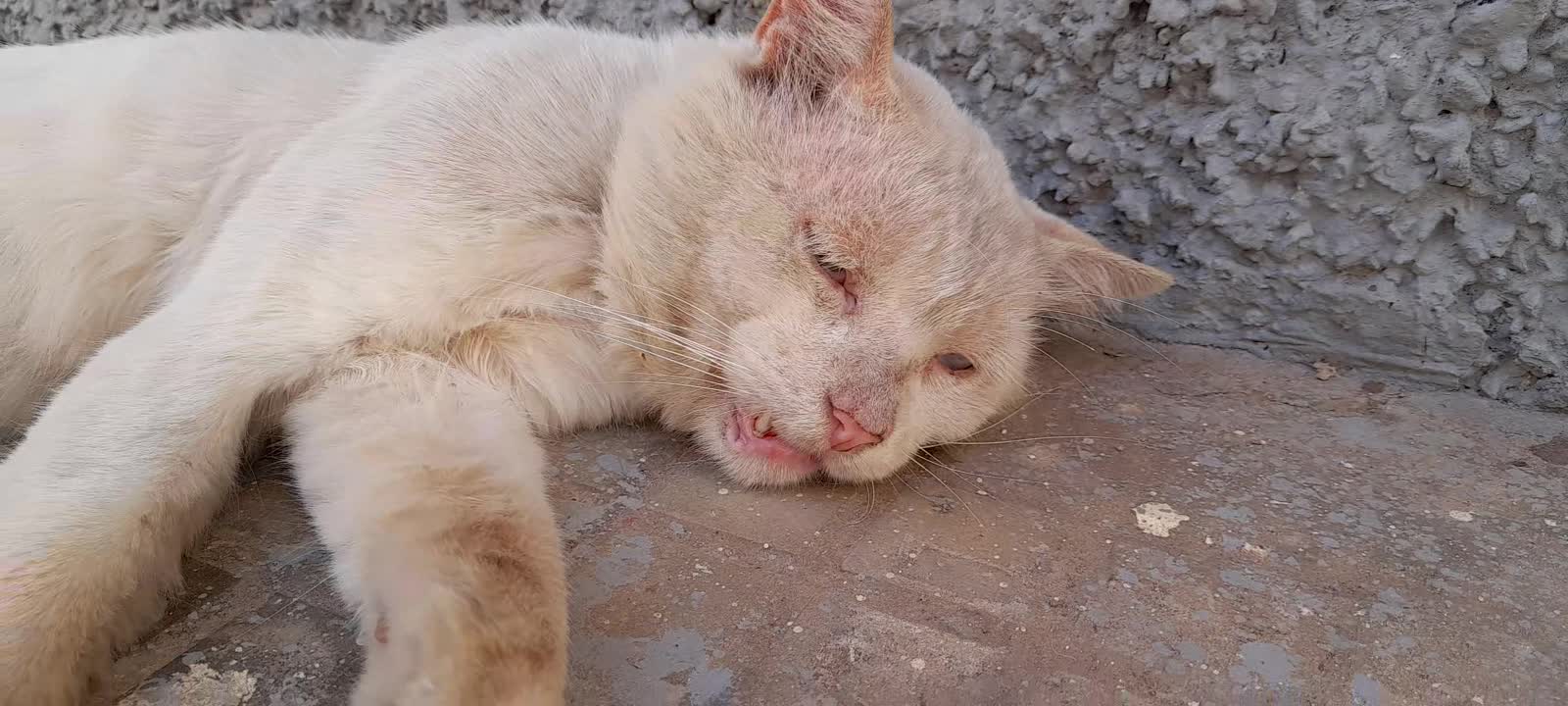 SNOW WITHE is beauty cat who needs home