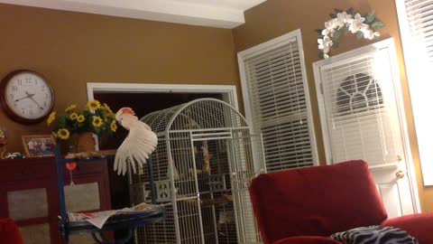 Peaches, The Cockatoo, Mimicking A Couple Arguing...Hilarious!!