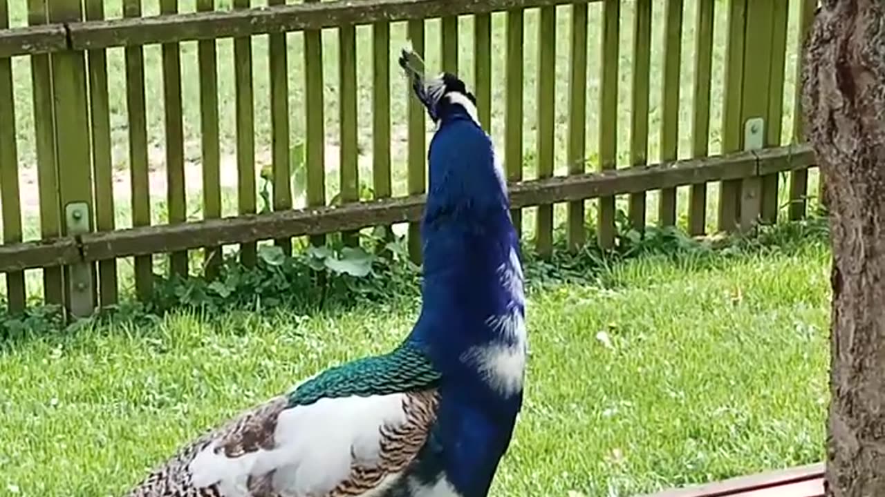 Peacock