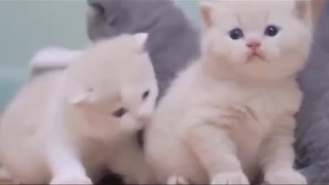 3 cats cute video