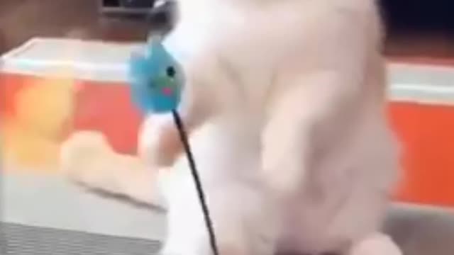 ❤️Cute And Funny Pets | Try Not To Laugh To These Pets Compilation #7💗 Cutest Lands