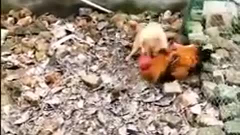 Funny Chickens vs Dogs fight