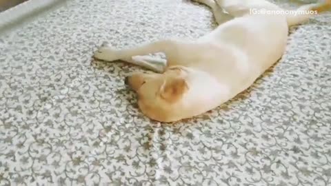 Golden retriever in the middle of a bed covers his nose