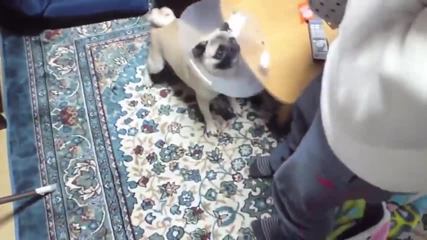 To 10 dog barking videos compilation 2021