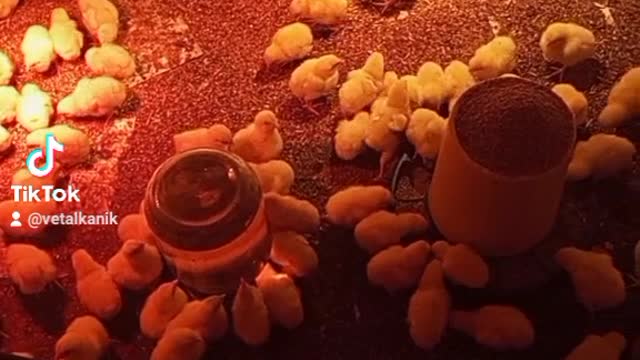 Growing broiler chickens