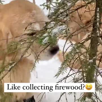 The dog and his lover. the snow. A walk in the woods in the morning.