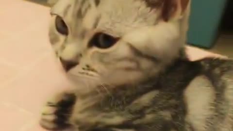 Cute kitten is so upset | Funny cat video 2021