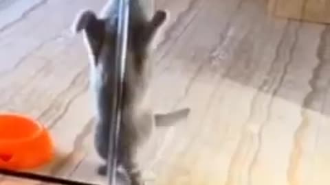 Cat dance..??