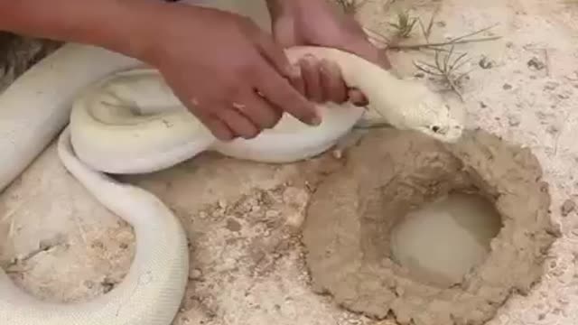 Python attack cat's fish
