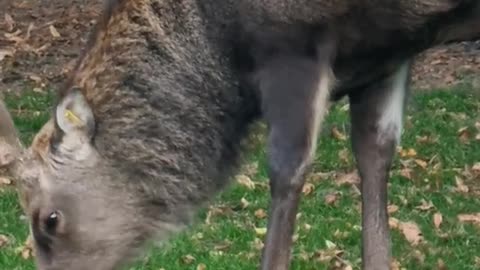 natural beauty eating a herd of deer