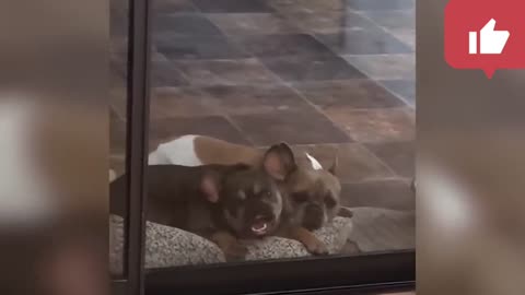 TRY NOT TO AWW! All-Time Funniest Dog Videos