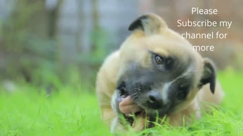 Cute Pets Videos _ Funny Dogs Videos _ Cute Baby Dogs _ World of cats(720P_HD).mp4