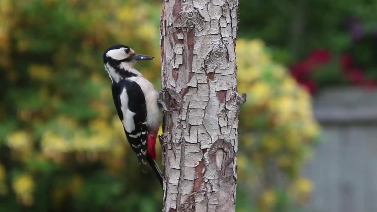 How amazing it is to see a woodpecker searching for its food