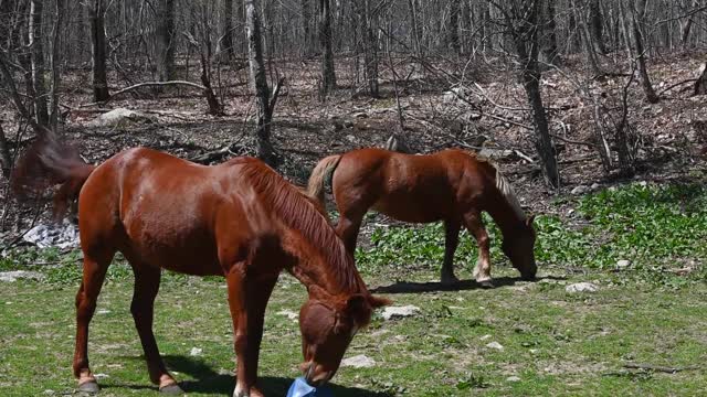 So many beautiful horses #horses #horse #animal