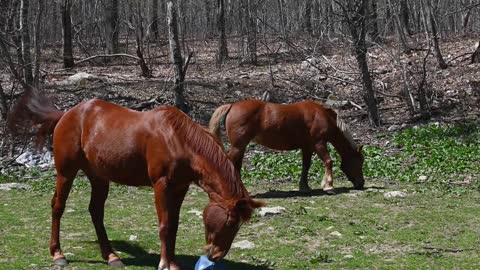 So many beautiful horses #horses #horse #animal