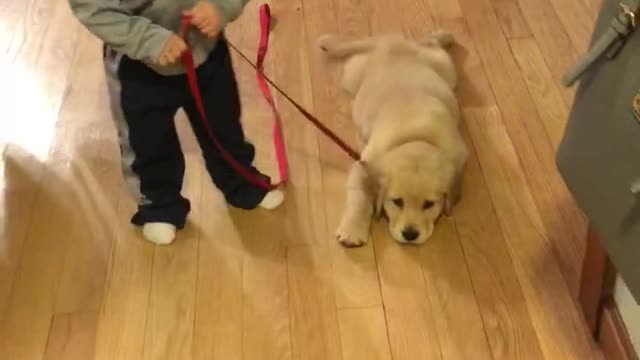 adorable golden pup and her toddler