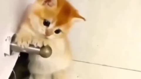 #cat