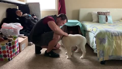 How to Introduce a New Puppy