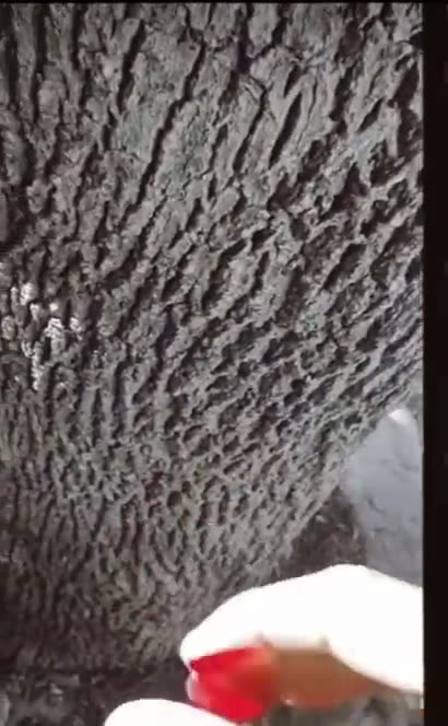 Do you Support Israel ?