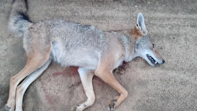 Fallbrook, CA Coyote Hunt