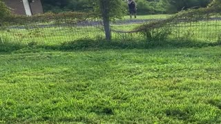 Blue Heeler Pup Can't See Fences