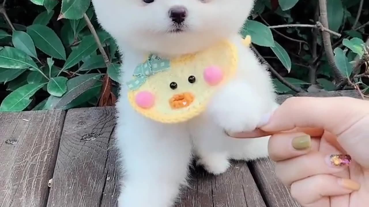 "Pomeranian dog"