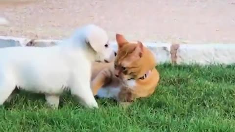 Puppies And Cat's Friendship, Fun And Love #shorts #viral #shortsvideo #video