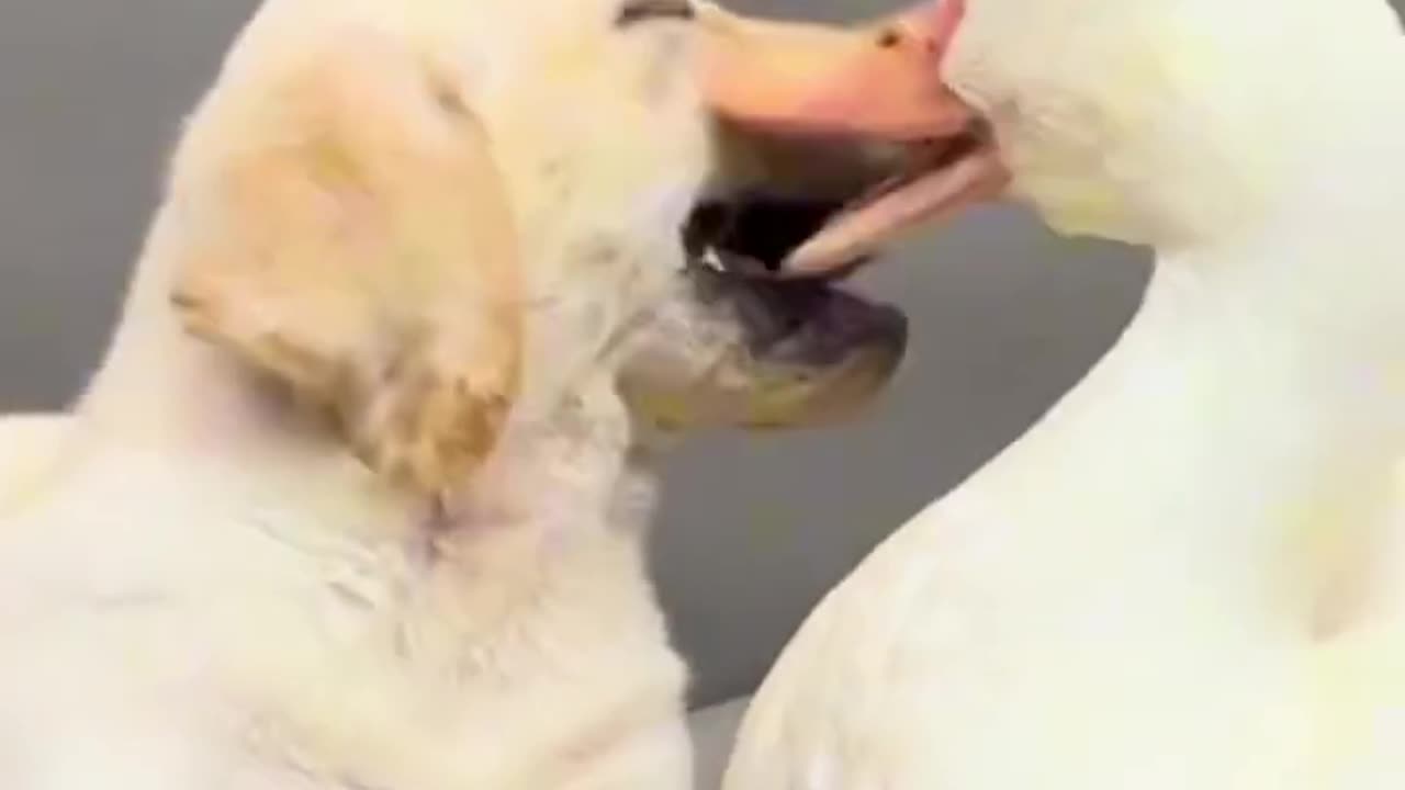 Duck and puppy 🤣