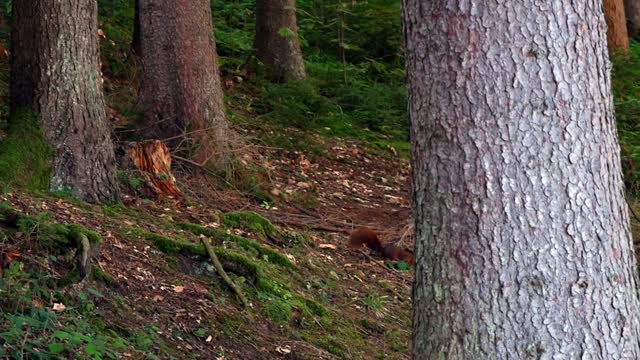 Squirrel seeks about nuts so cute