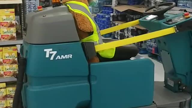 Beary Careful Zamboni Driver