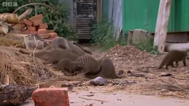 Deadly Mongoose Battle | BBC Earth