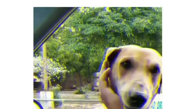 Heart melting emotional dog video