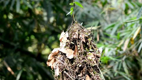 THE NEST-BUILDING PROCESS