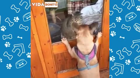 Funny animals 2021 - Cute cats and dogs doing funny things